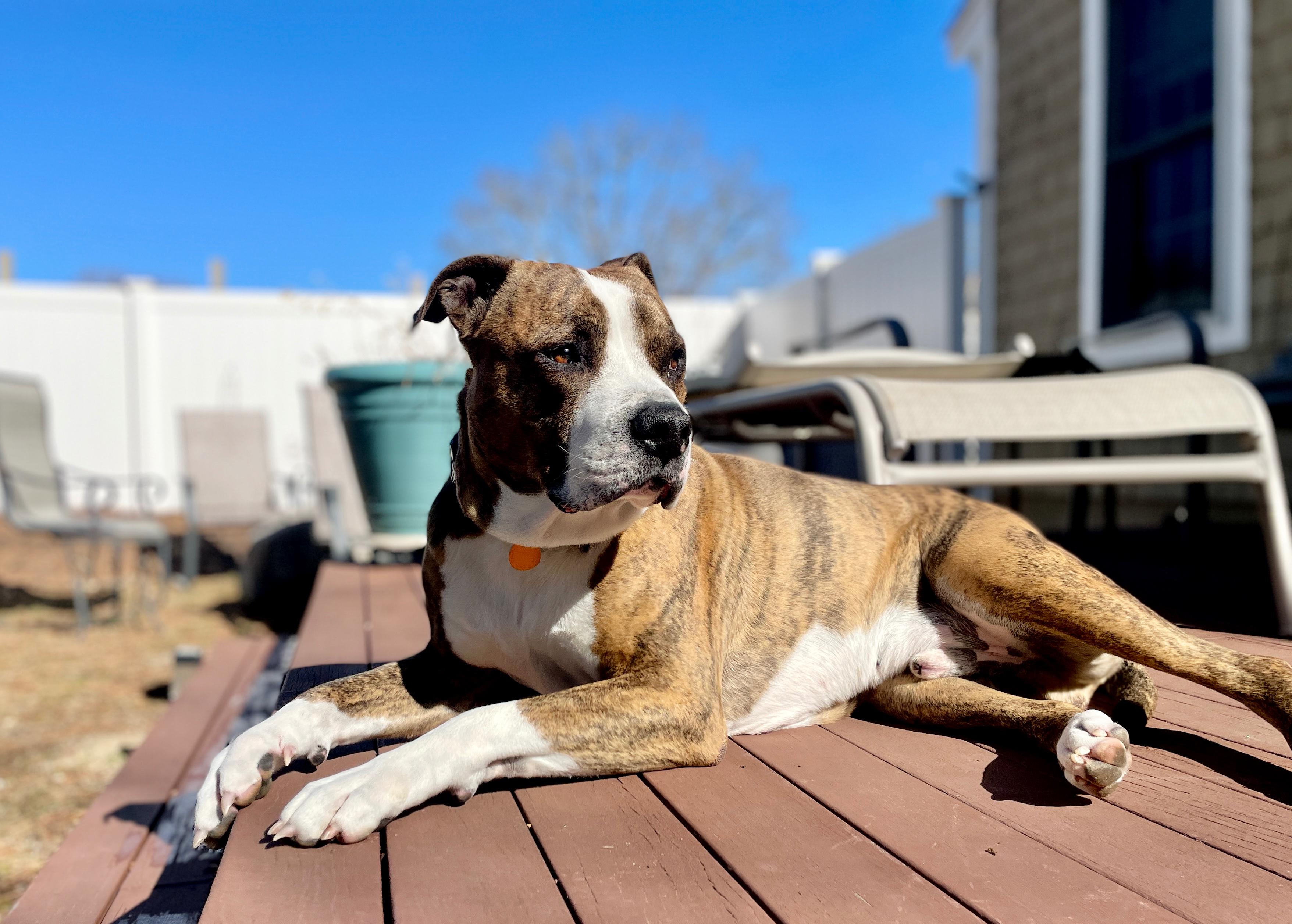 Ty, Adoptable, Adult Male American Bulldog.