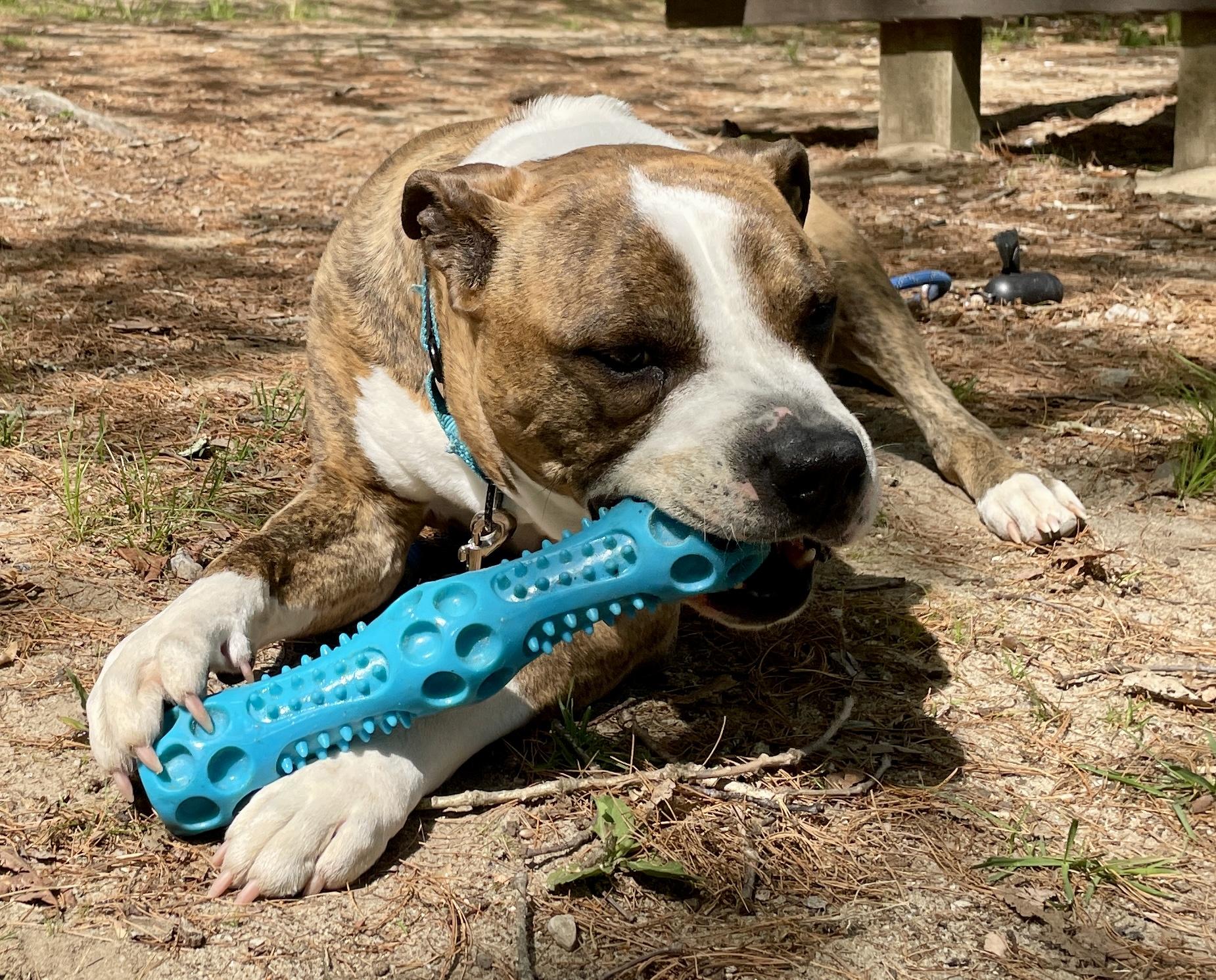 Ty, a Adoptable mixed breed in Scituate, MA image 6/6