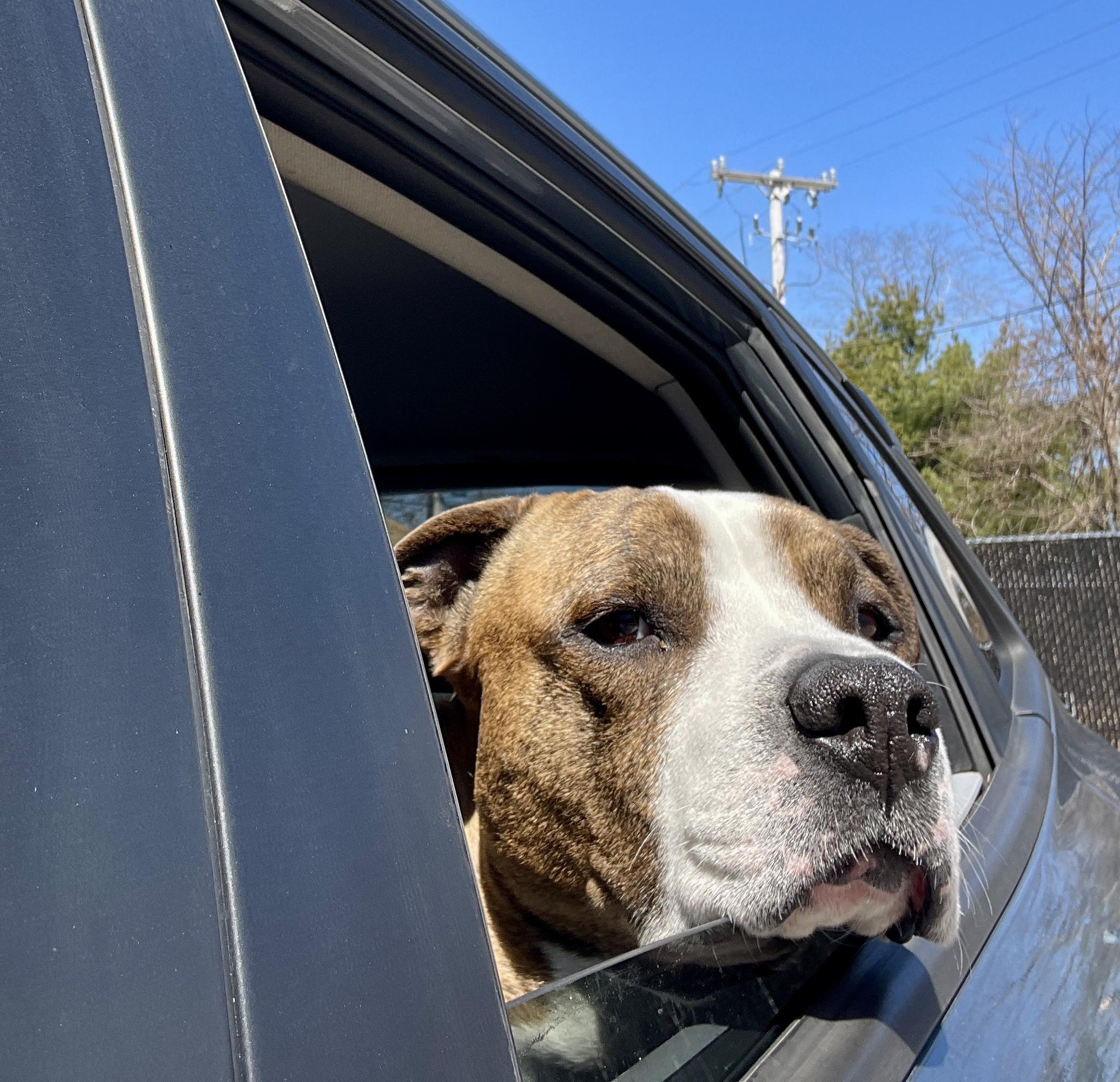 Ty, a Adoptable mixed breed in Scituate, MA image 3/6