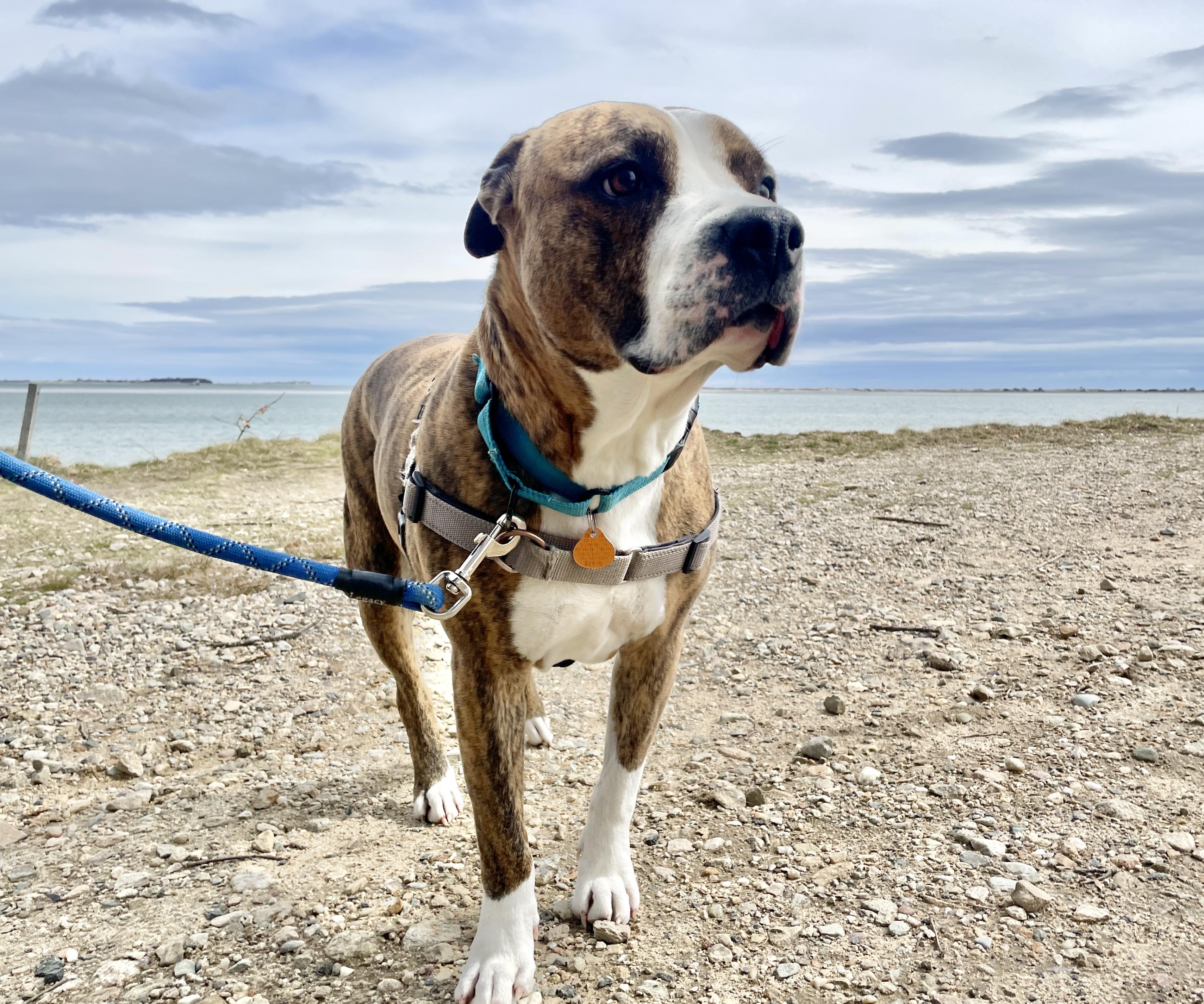 Enlarge Ty, a Adoptable mixed breed in Scituate, MA image 2/4