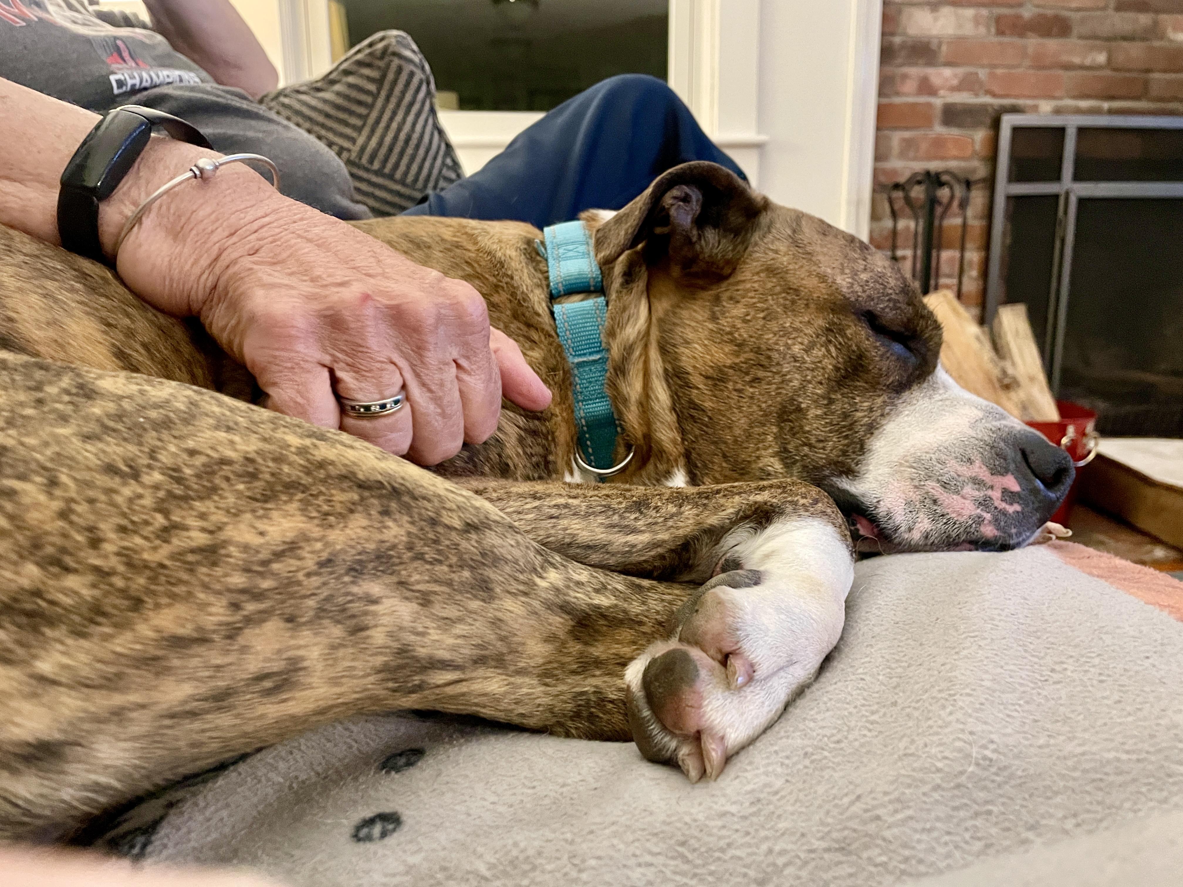 Enlarge Ty, a Adoptable mixed breed in Scituate, MA image 3/4