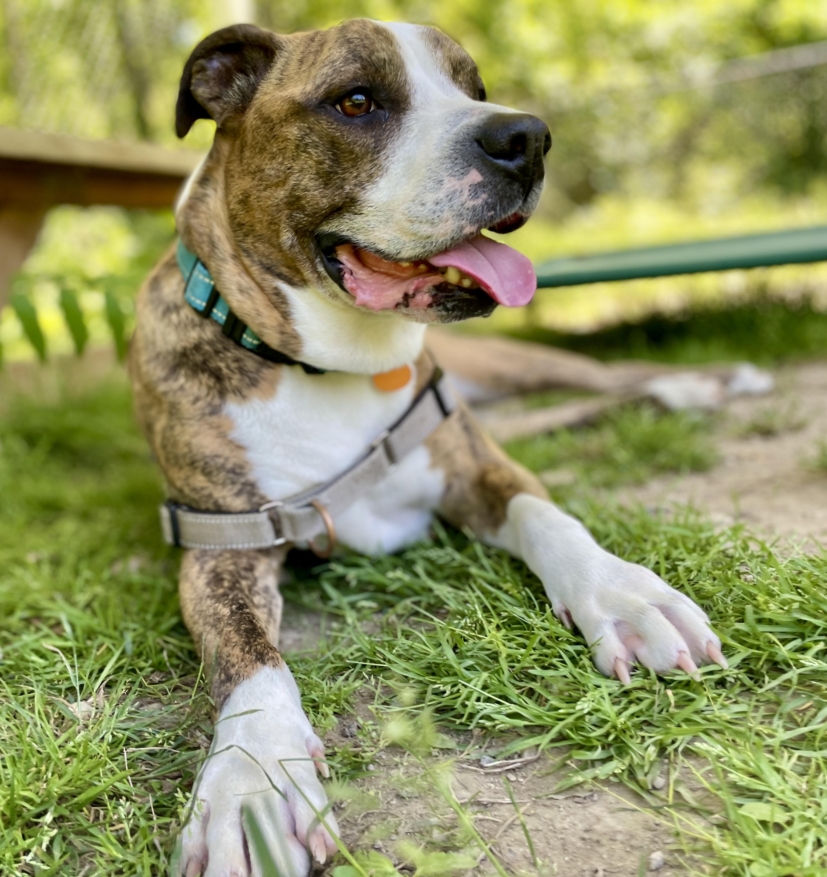 Ty, Adoptable, Adult Male American Bulldog.