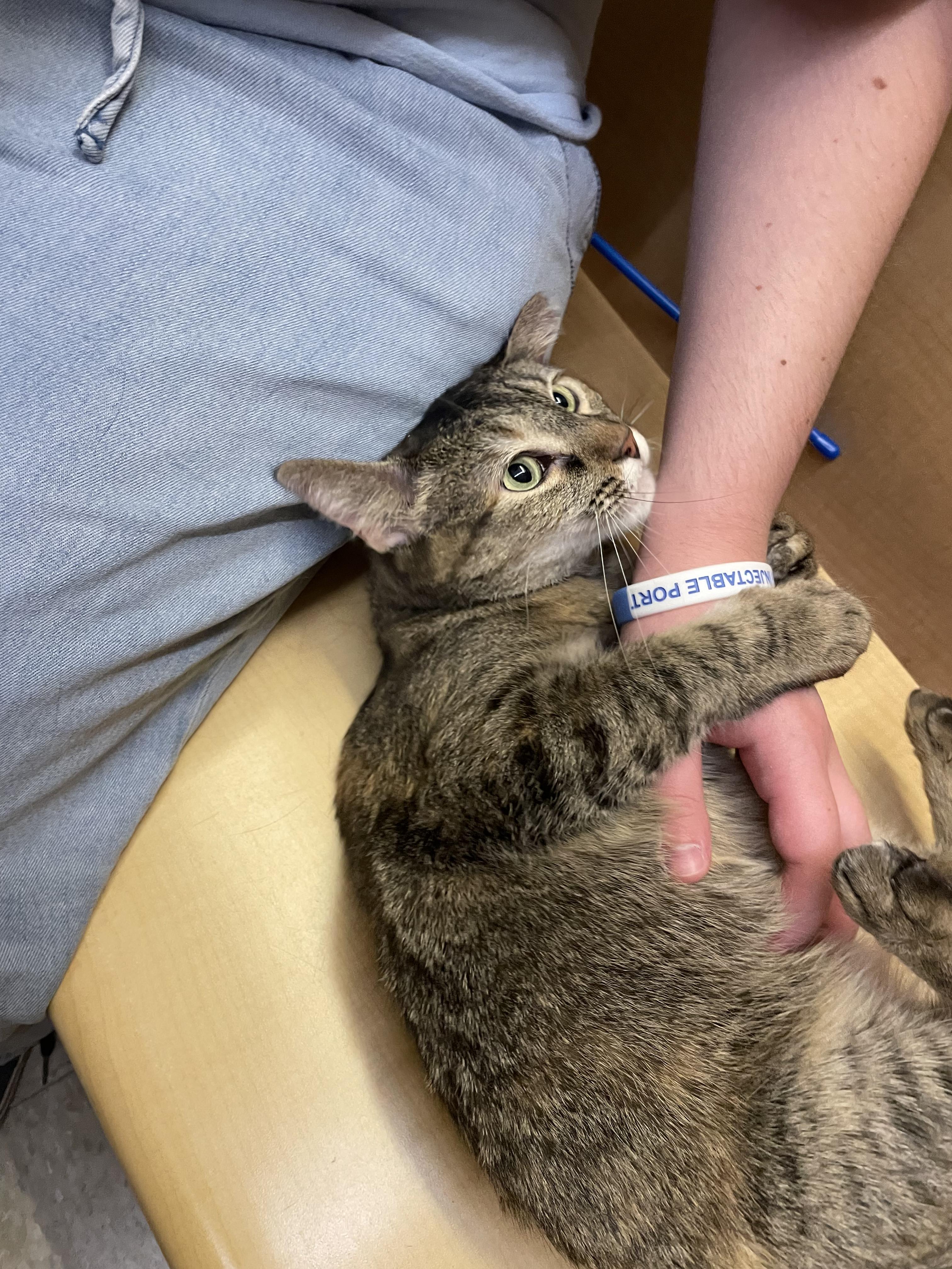 Tortuga, an adopted mixed breed in Albuquerque, NM image 4/6