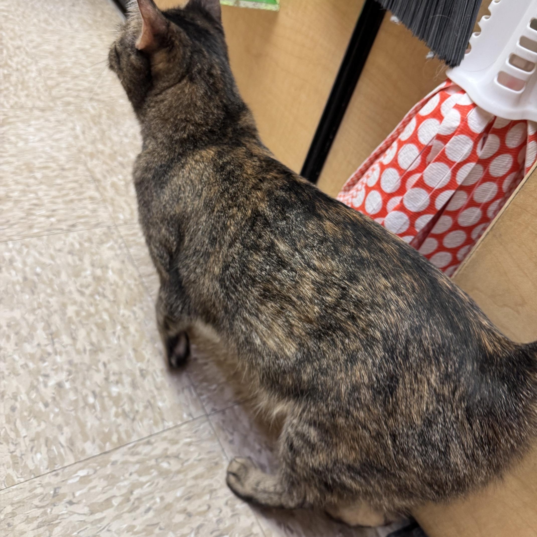 Tortuga, an adopted mixed breed in Albuquerque, NM image 3/6