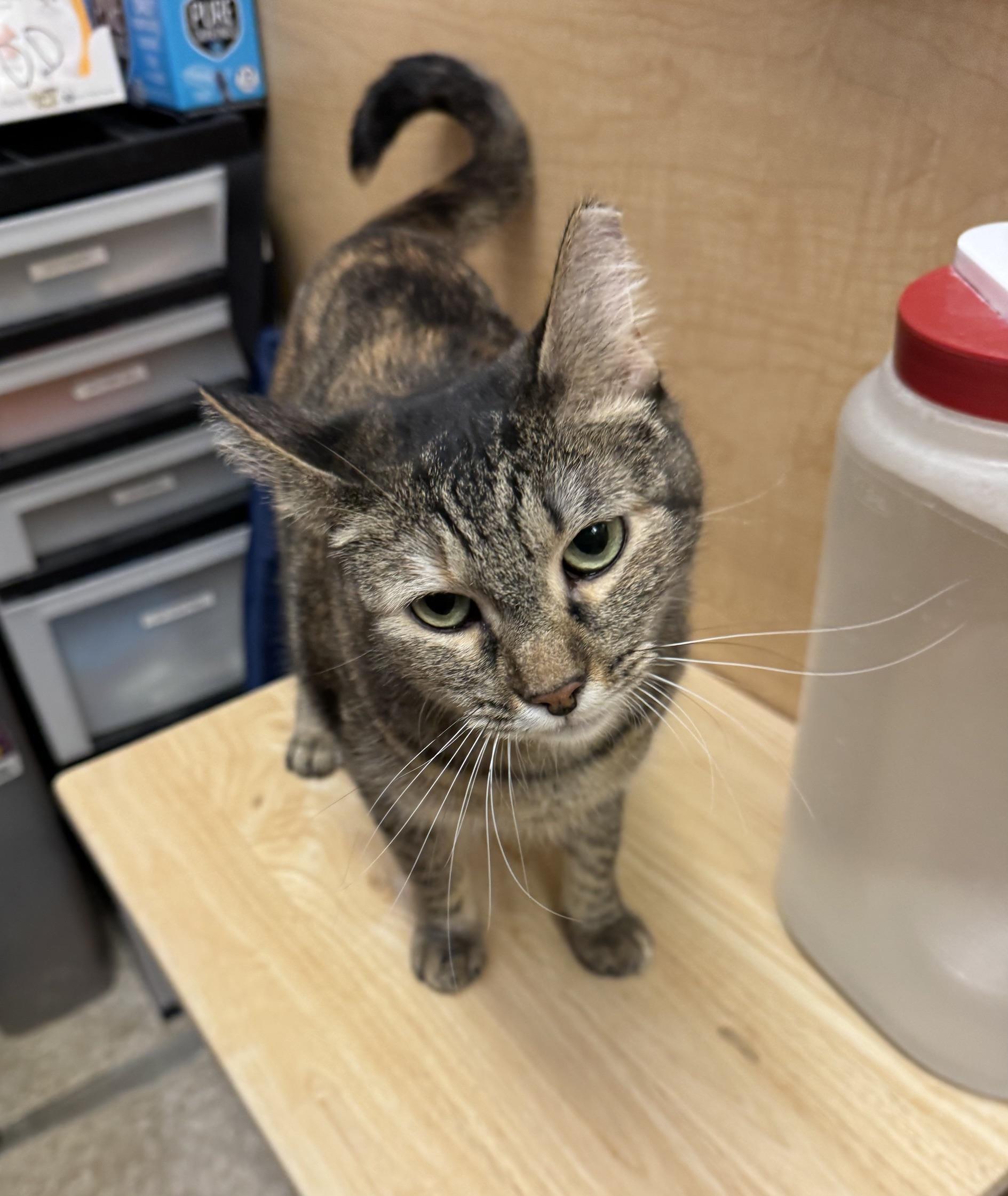 Tortuga, an adopted mixed breed in Albuquerque, NM image 2/6