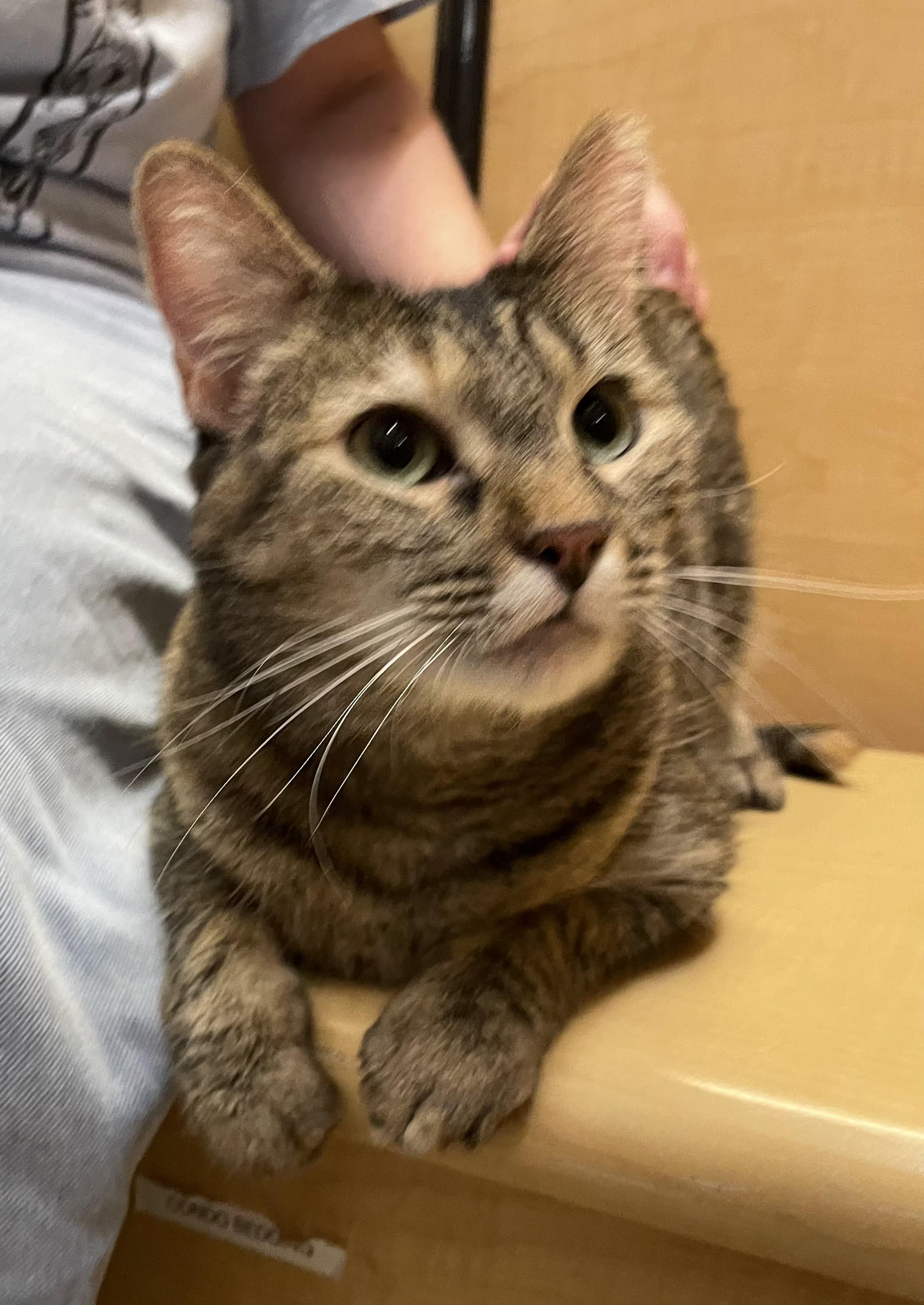 Tortuga, an adopted mixed breed in Albuquerque, NM image 5/6