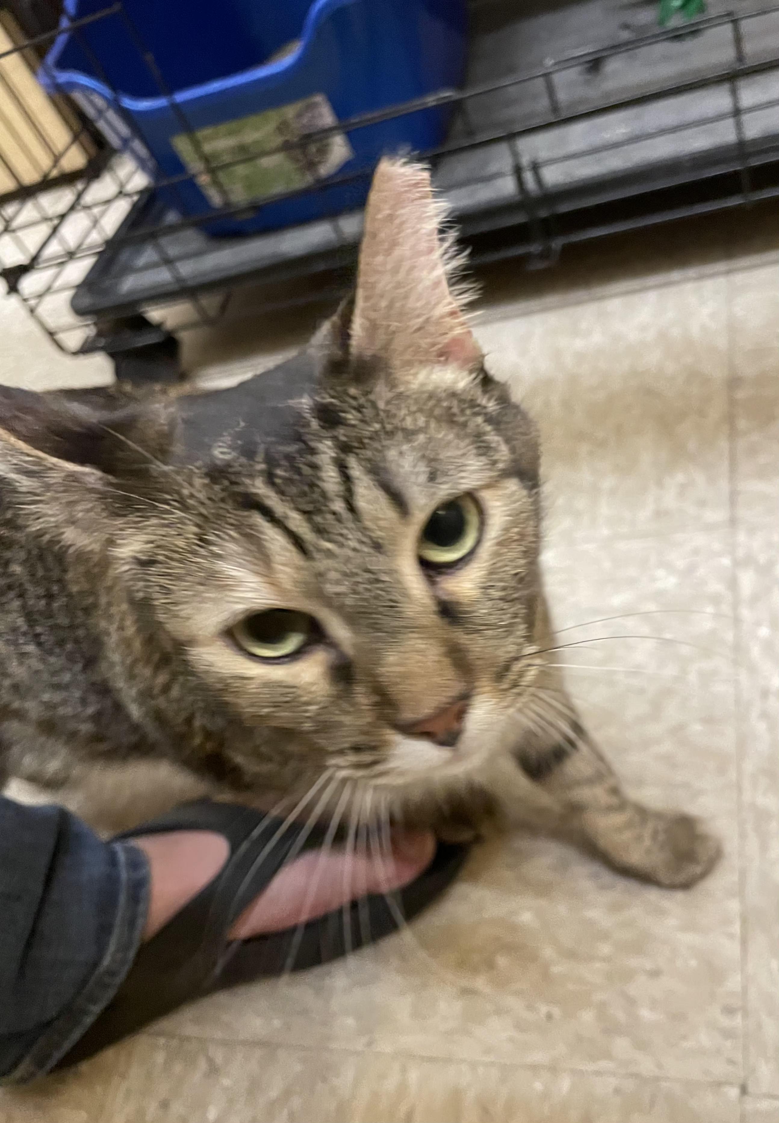 Tortuga, an adopted mixed breed in Albuquerque, NM image 6/6