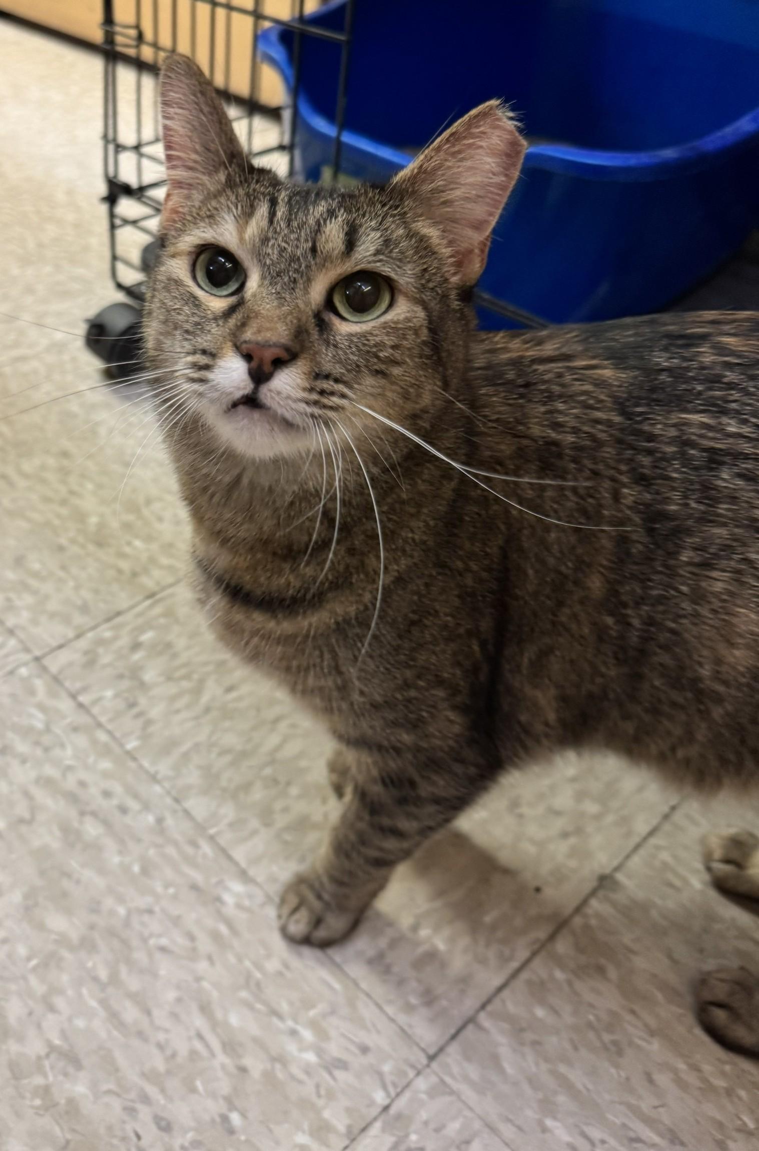 Tortuga, an adopted mixed breed in Albuquerque, NM image 1/6