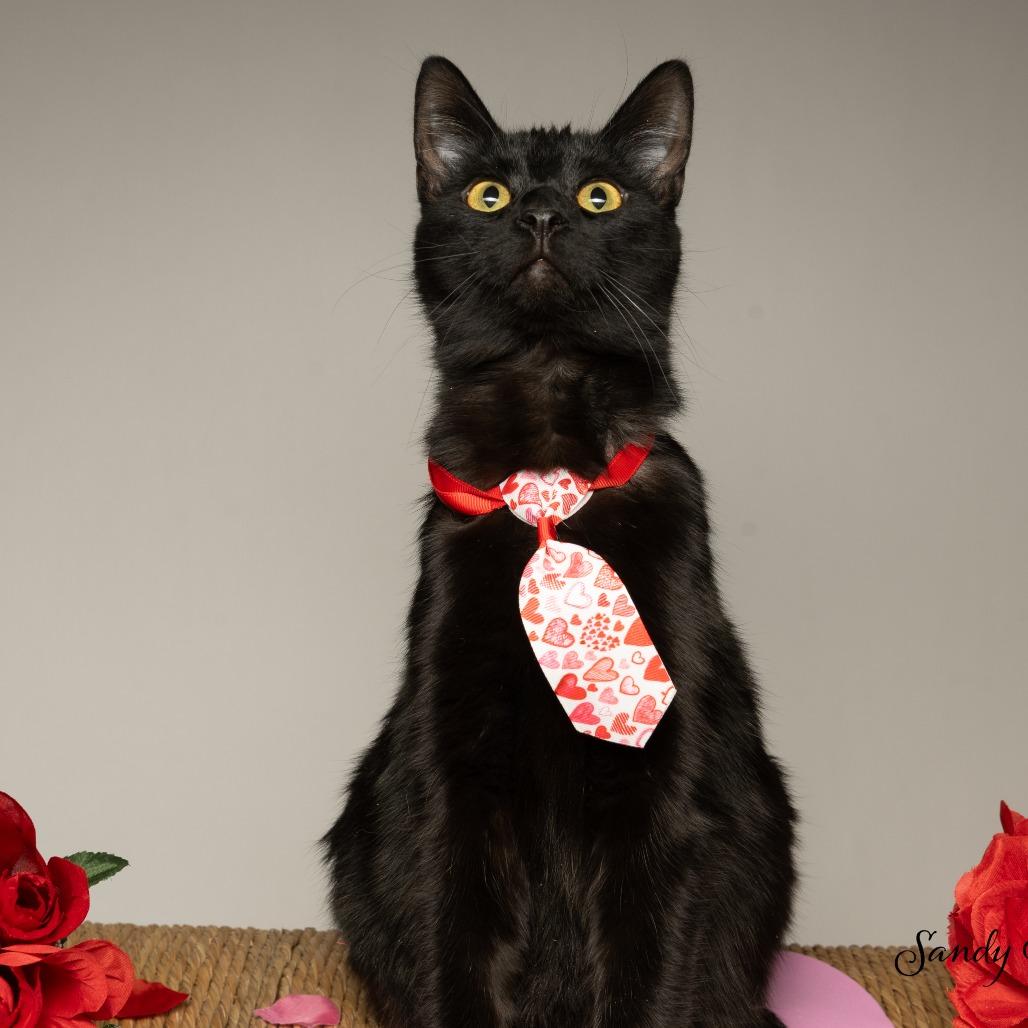 Panther, Adoptable, Young Male American Shorthair.