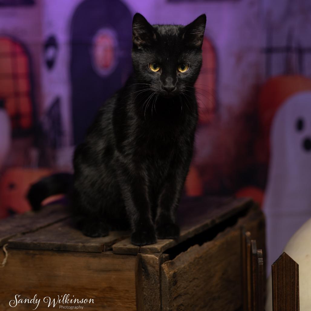 Panther, Adoptable, Young Male American Shorthair.