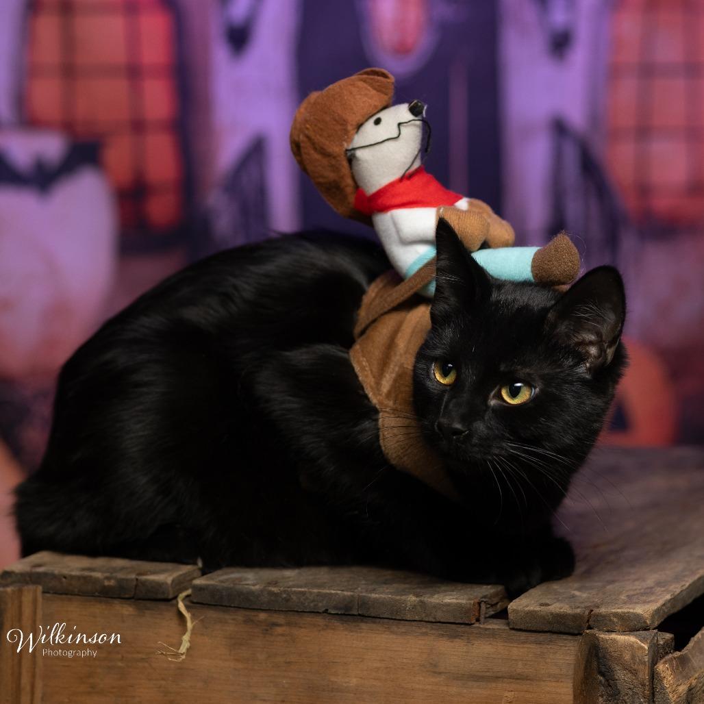 Enlarge Panther, a Adoptable American Shorthair in Tipton, IN image 2/4