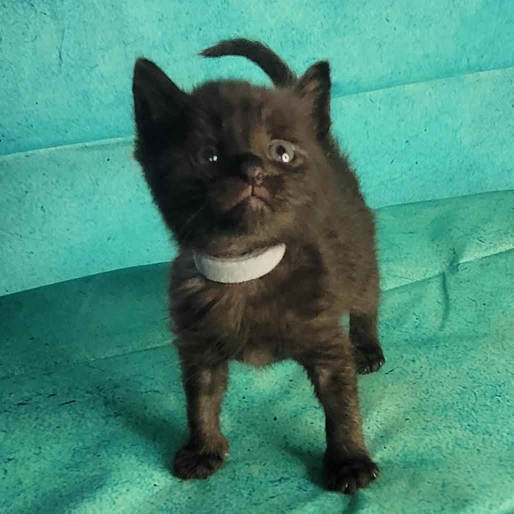 Panther, a Adoptable American Shorthair in Tipton, IN image 1/4