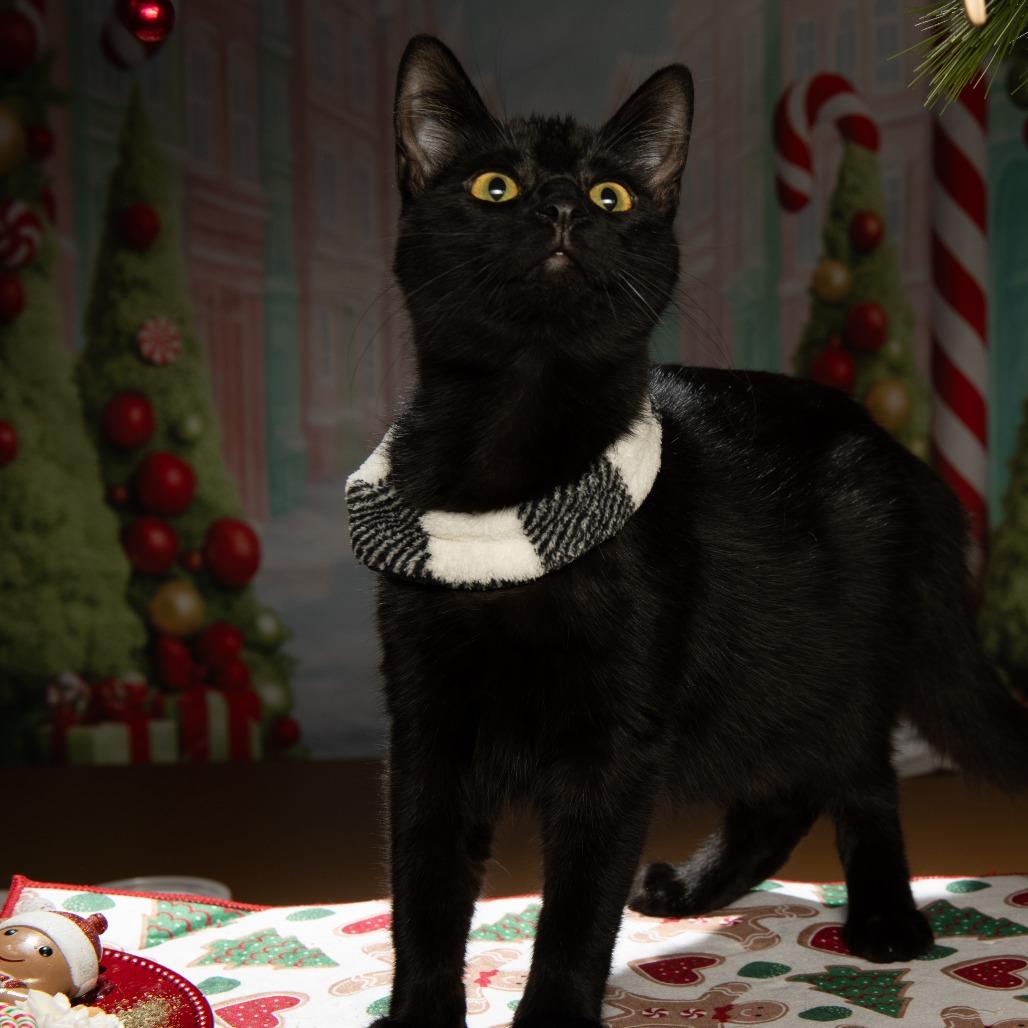 Panther, a Adoptable American Shorthair in Tipton, IN image 2/4