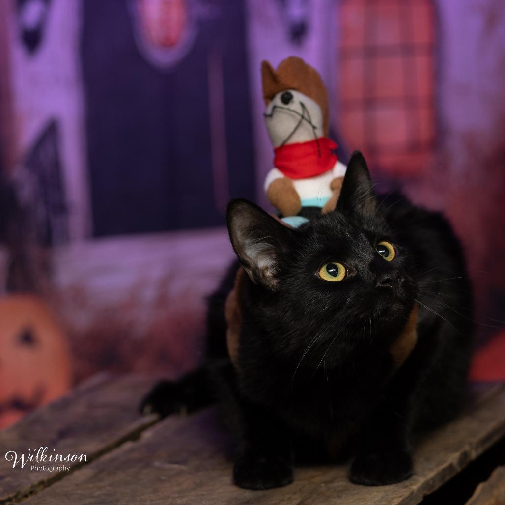 Enlarge Panther, a Adoptable American Shorthair in Tipton, IN image 3/4