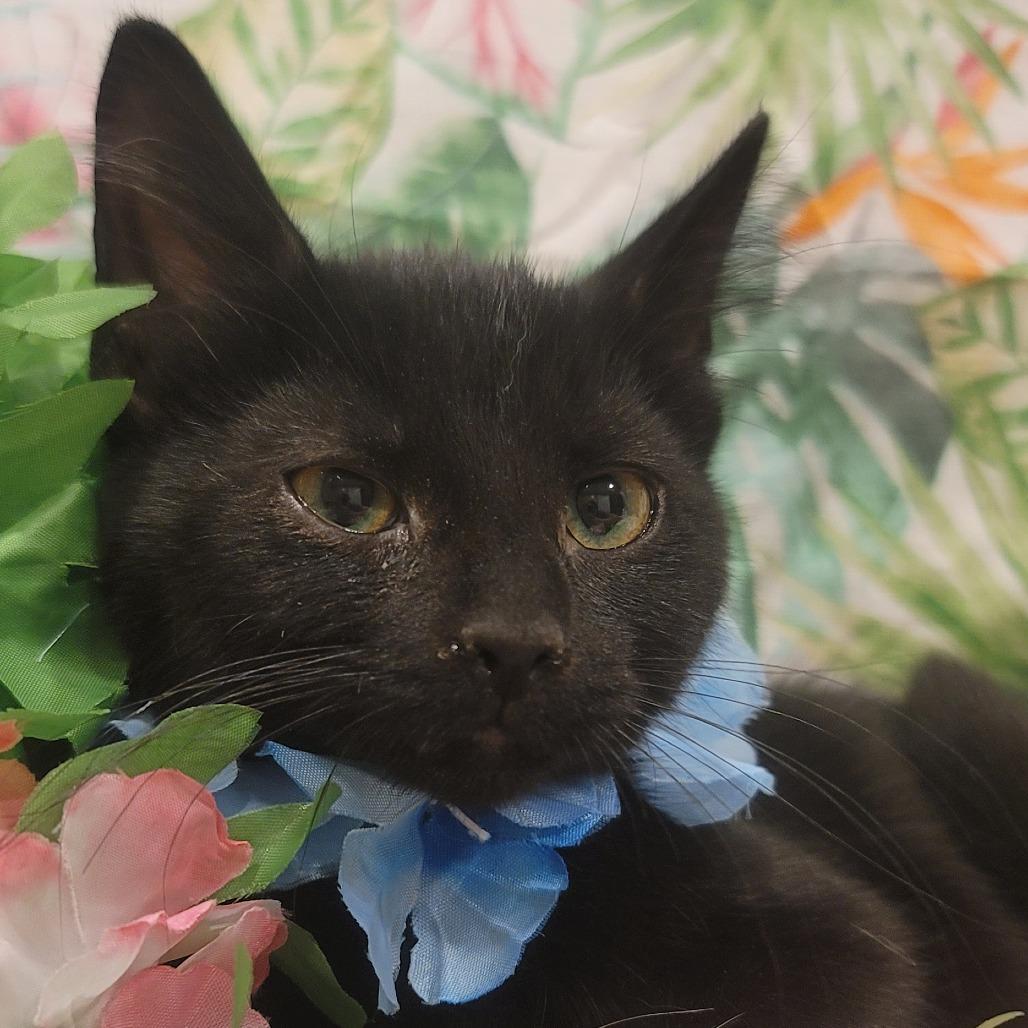 Panther, a Adoptable American Shorthair in Tipton, IN image 3/4