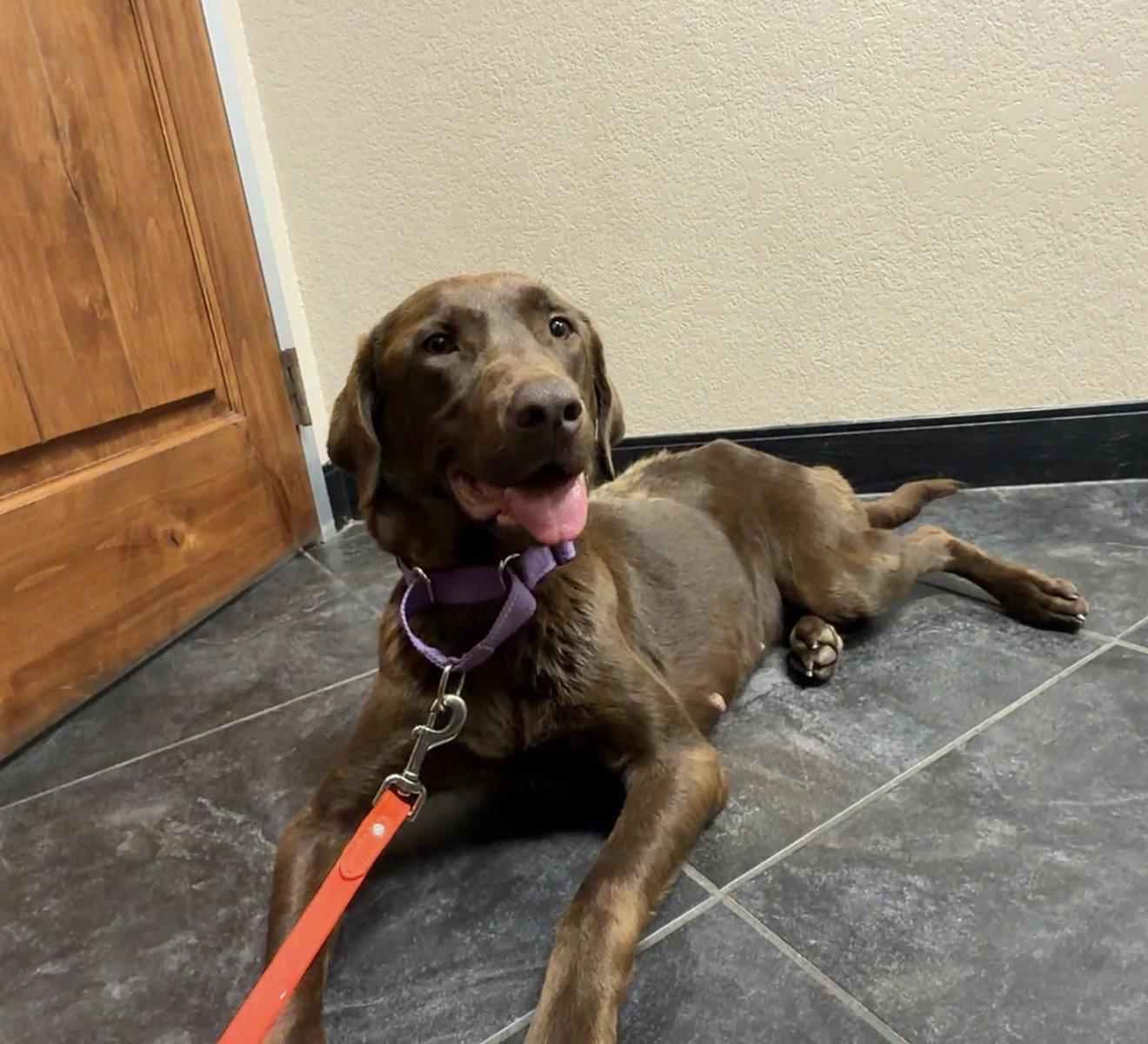 Harper, Adoptable, Adult Female Labrador Retriever.