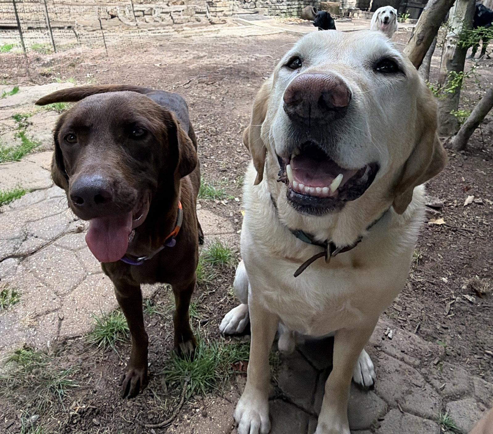 Enlarge Harper, a Adoptable Labrador Retriever in Denton, TX image 2/3