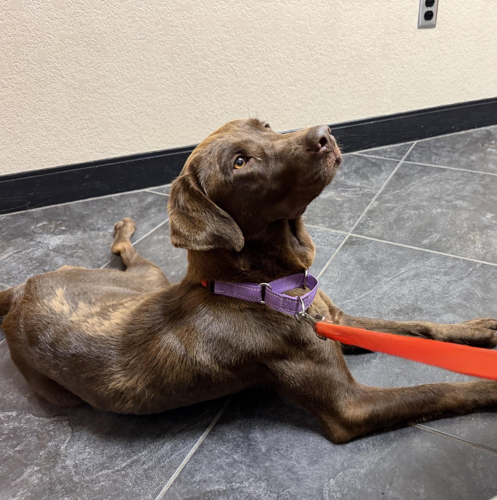 Enlarge Harper, a Adoptable Labrador Retriever in Denton, TX image 3/3