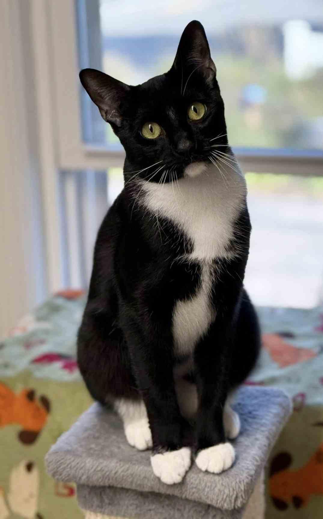 Enlarge Stacy    1yr, a Adoptable Domestic Short Hair in Sterling, MA image 1/3