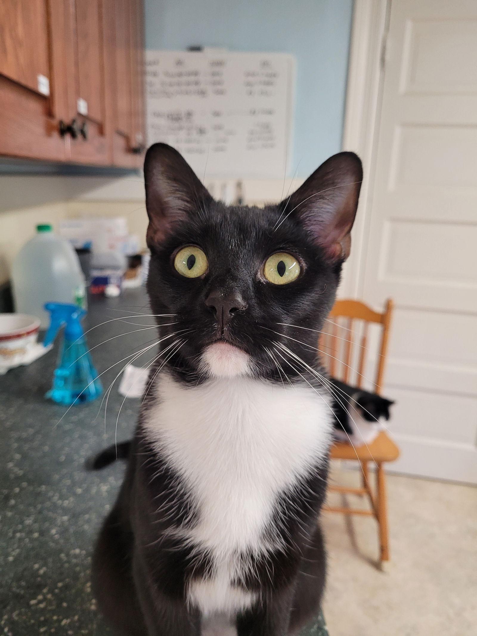 Enlarge Stacy    1yr, a Adoptable Domestic Short Hair in Sterling, MA image 2/3