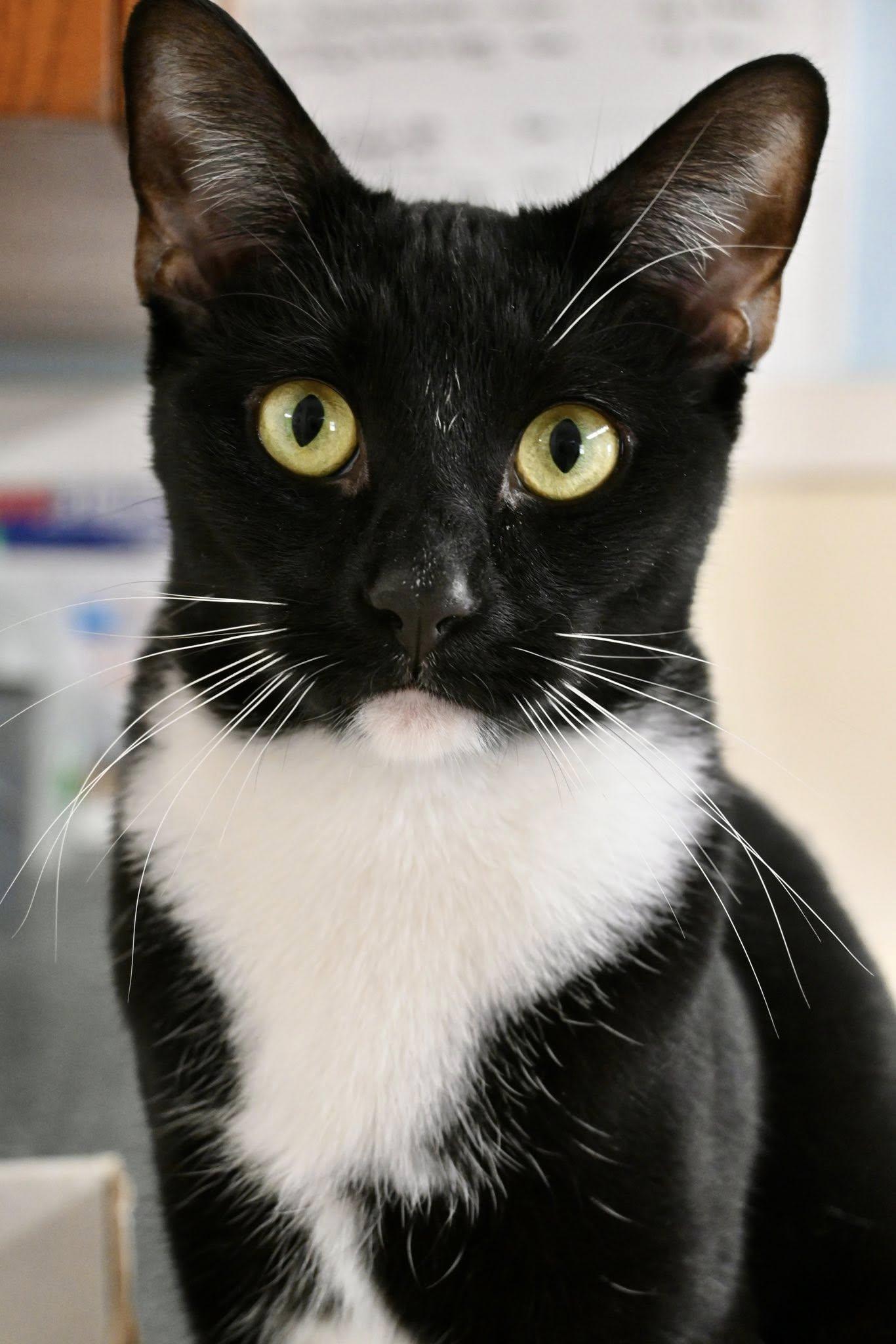 Enlarge Stacy    1yr, a Adoptable Domestic Short Hair in Sterling, MA image 3/3
