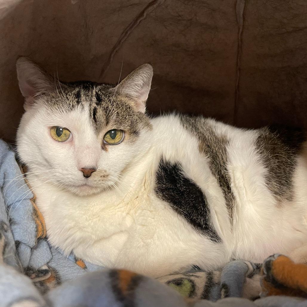 Violet, Adoptable, Senior Female Domestic Short Hair.
