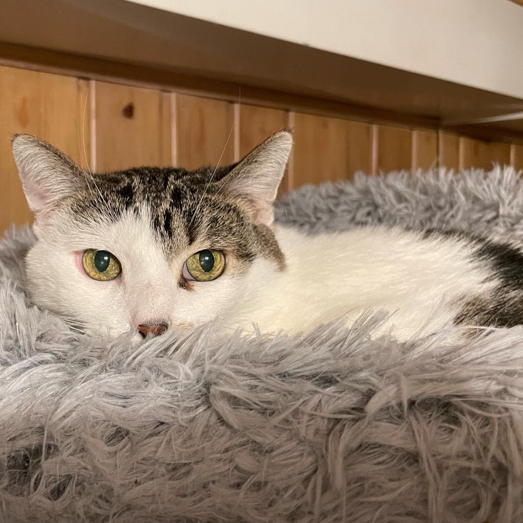 Enlarge Violet, a Adoptable Domestic Short Hair in Inver Grove Heights, MN image 2/5