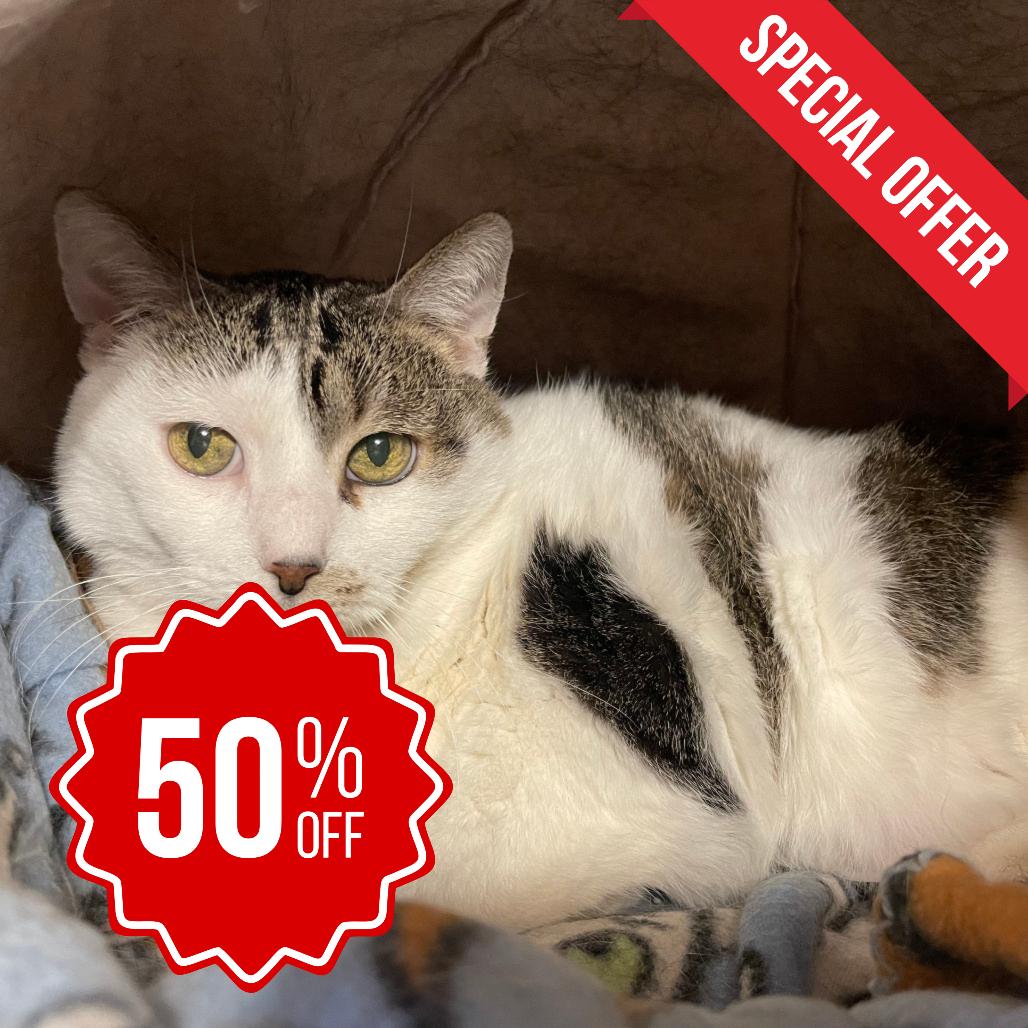 Enlarge Violet, a Adoptable Domestic Short Hair in Inver Grove Heights, MN image 4/5