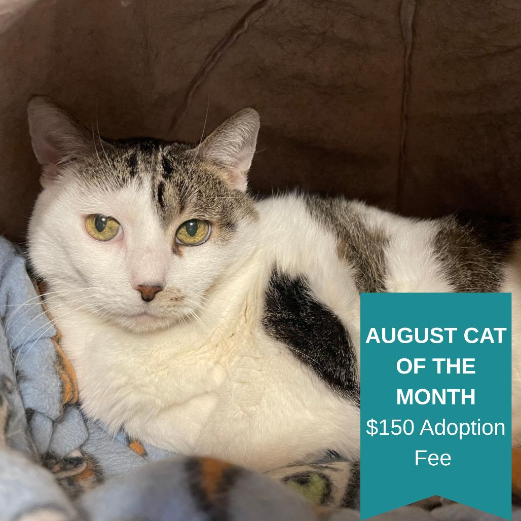 Violet, a Adoptable Domestic Short Hair in Inver Grove Heights, MN image 4/5