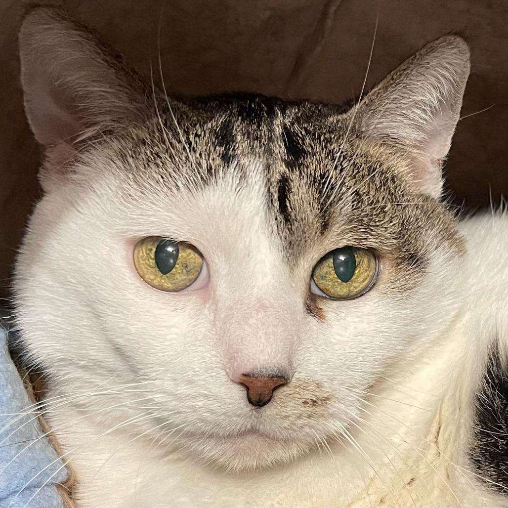 Enlarge Violet, a Adoptable Domestic Short Hair in Inver Grove Heights, MN image 5/5