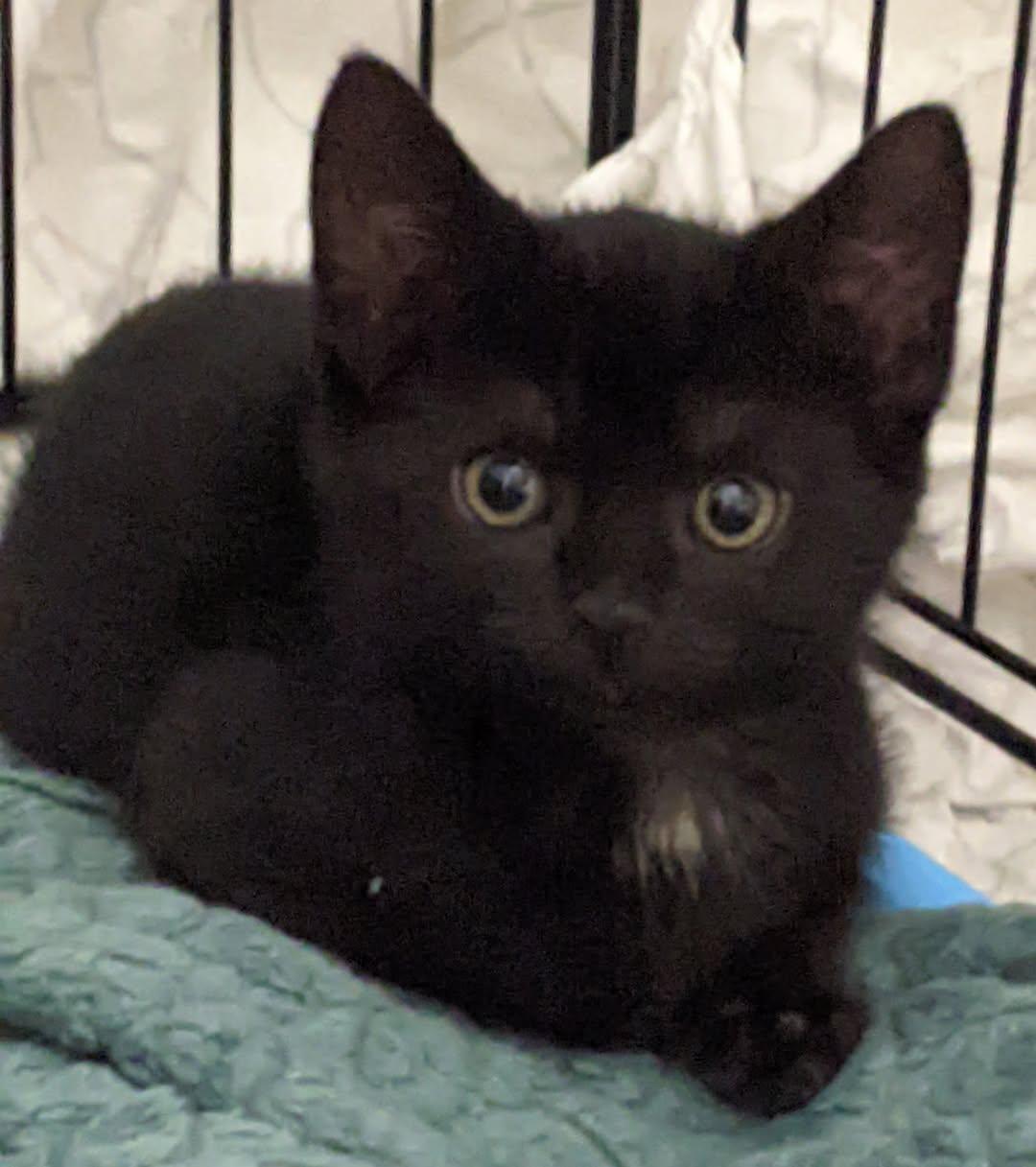 Parsley, Baby Female Domestic Short Hair