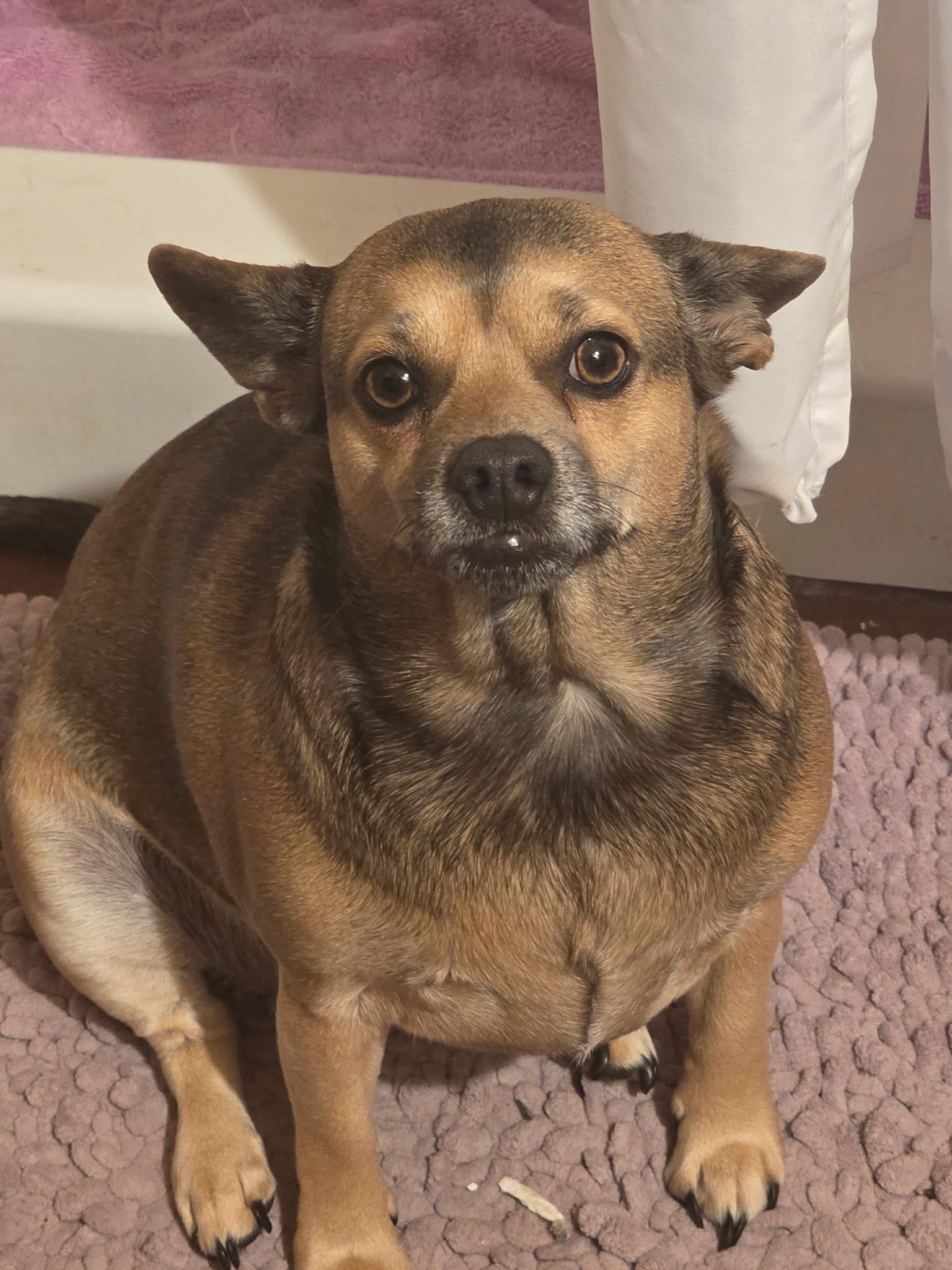 Stormie, ADOPTABLE, Adult Female Chihuahua.