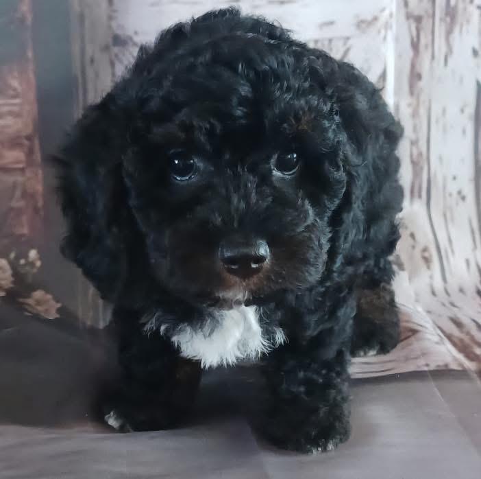 Enlarge Vader, an adopted Poodle in Mahopac, NY image 1/5