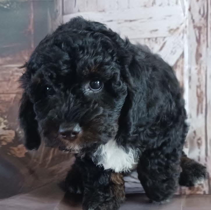 Enlarge Vader, an adopted Poodle in Mahopac, NY image 5/5