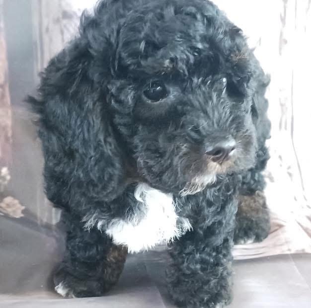 Enlarge Vader, an adopted Poodle in Mahopac, NY image 4/5