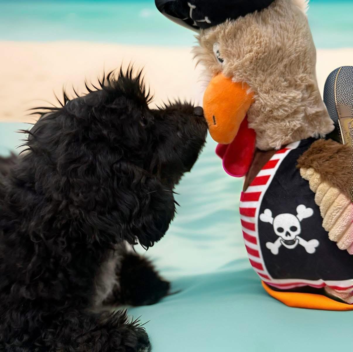 Enlarge Vader, an adopted Poodle in Mahopac, NY image 3/5