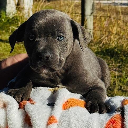 Yukon, Adoptable, Puppy Male Mixed Breed & German Shepherd Dog.