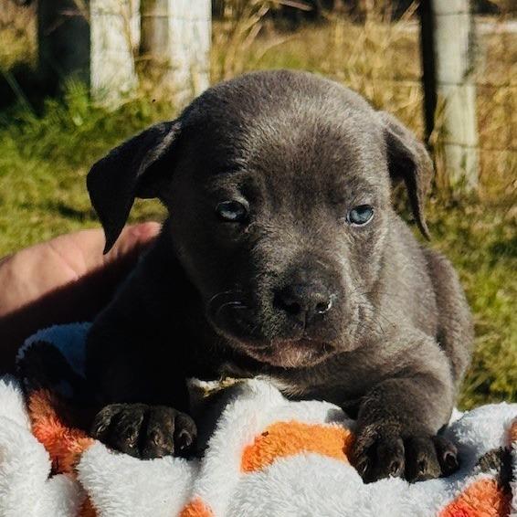 Enlarge Yukon, a Adoptable mixed breed in Williston, FL image 3/6