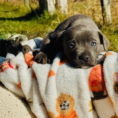 Enlarge Yukon, a Adoptable mixed breed in Williston, FL image 4/6