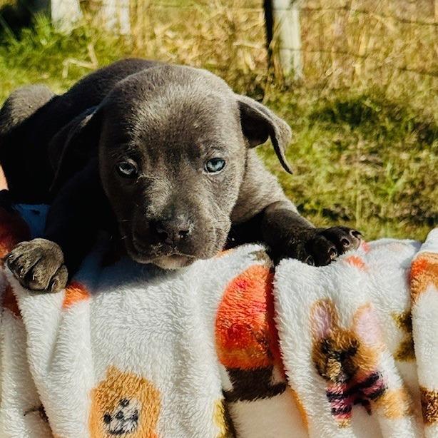 Enlarge Yukon, a Adoptable mixed breed in Williston, FL image 5/6