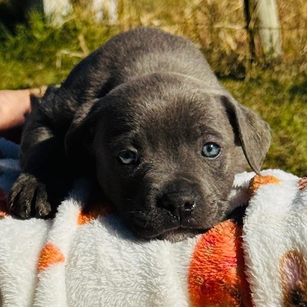 Enlarge Yukon, a Adoptable mixed breed in Williston, FL image 6/6