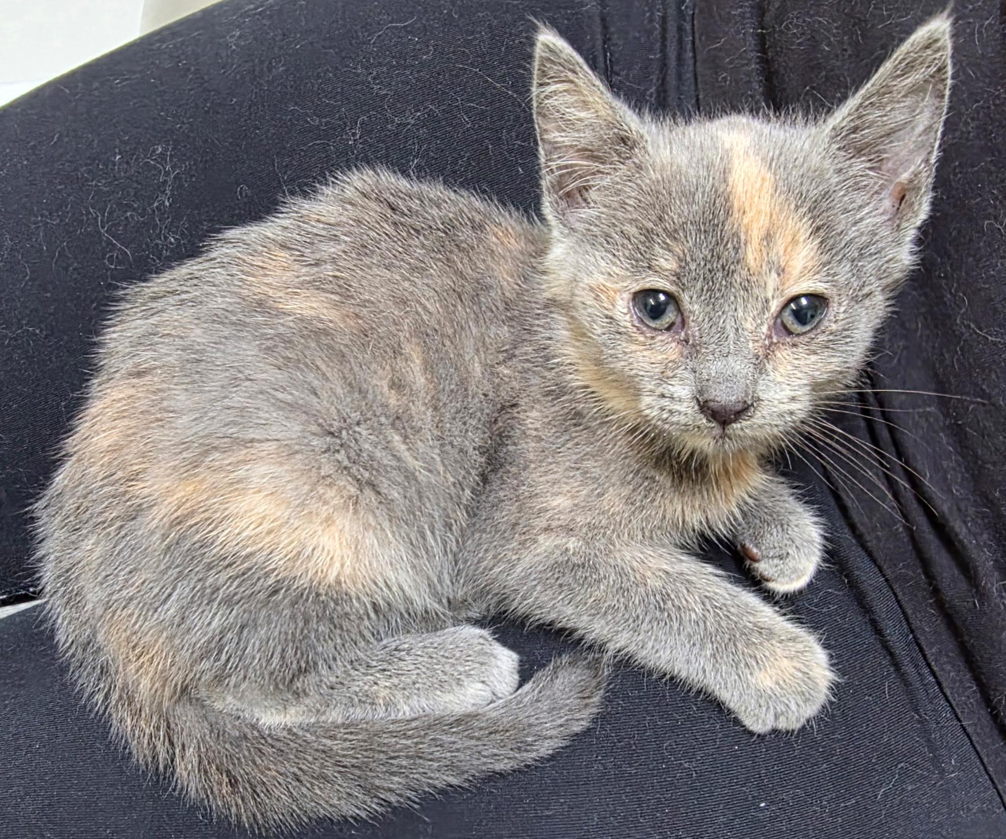 Mandi - Adorable Tortie Baby Girl - Pending Adoption, Adoptable, Kitten Female Dilute Tortoiseshell.