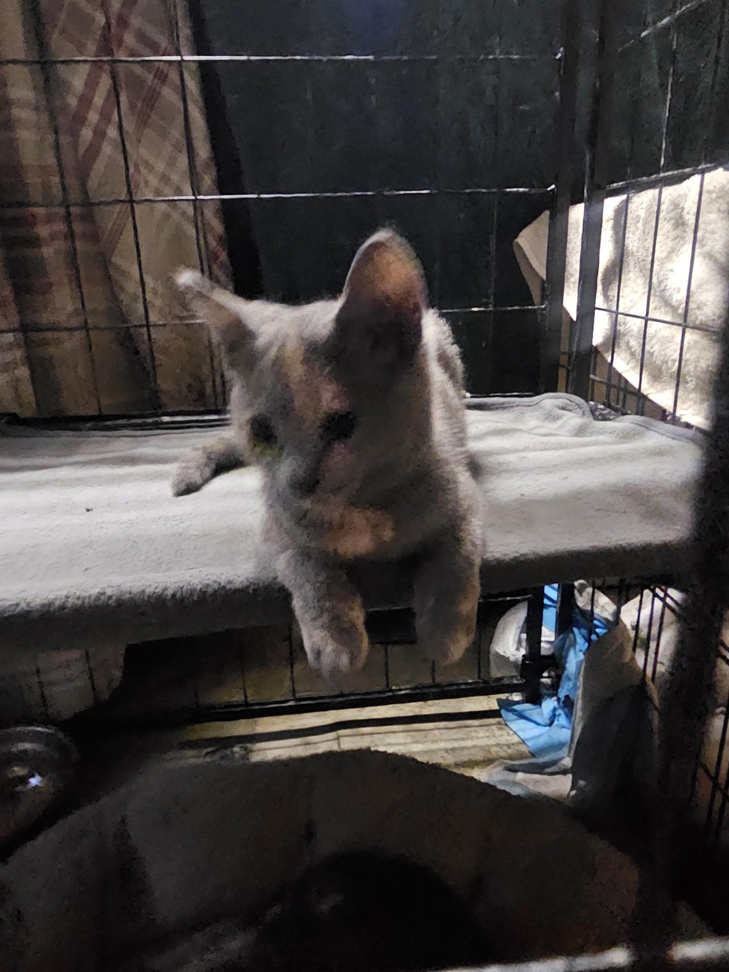 Enlarge Mandi - Adorable Tortie Baby Girl - Pending Adoption, a Adoptable Dilute Tortoiseshell in Quentin, PA image 2/2