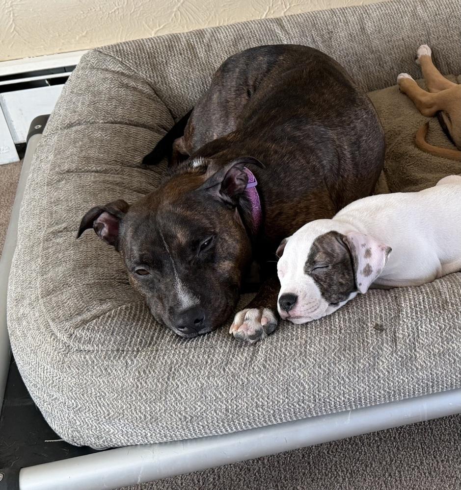 Eloise, Adoptable, Adult Female American Staffordshire Terrier.