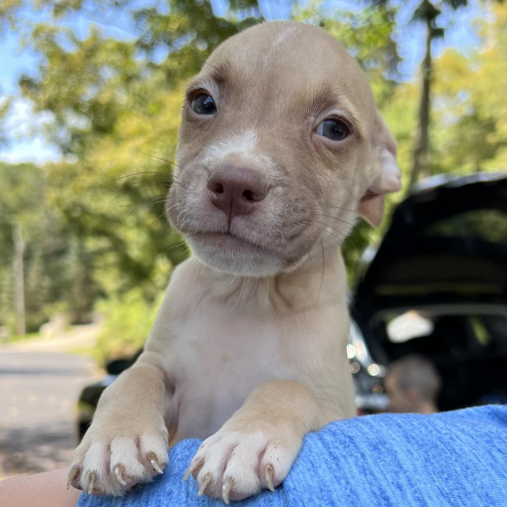NY Buster Feb 21 (Tractor Supply Patterson NY), a Adoptable mixed breed in Eastford, CT image 1/5
