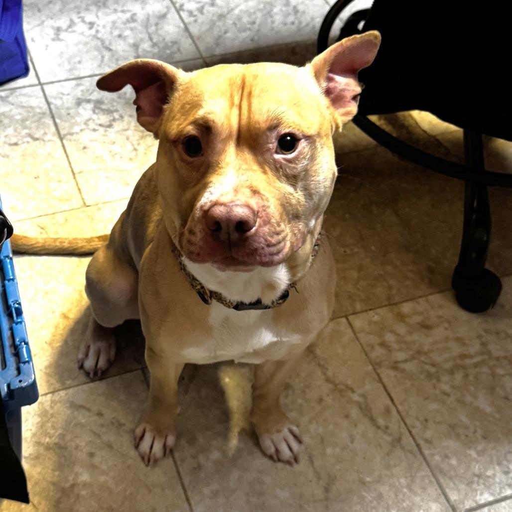 NY Buster Feb 21 (Tractor Supply Patterson NY), a Adoptable mixed breed in Eastford, CT image 3/5