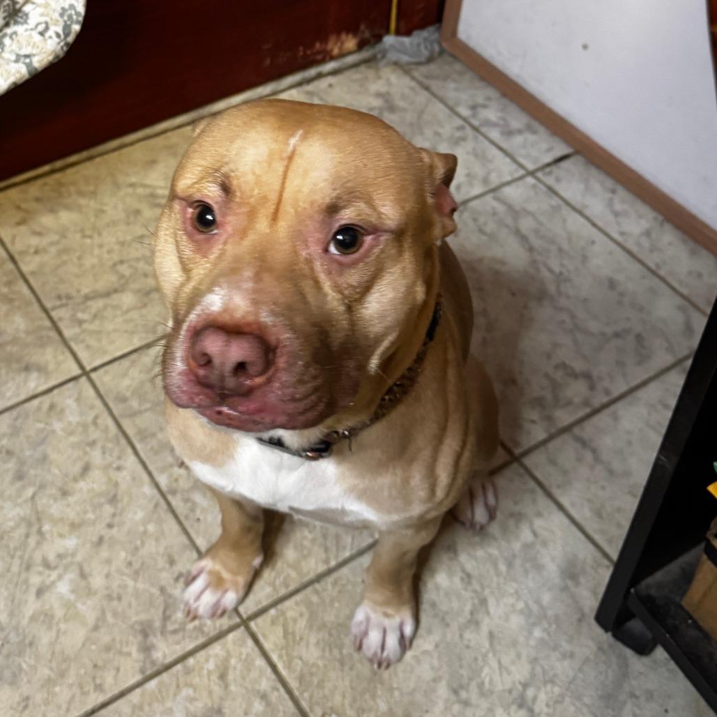 NY Buster Feb 21 (Tractor Supply Patterson NY), a Adoptable mixed breed in Eastford, CT image 4/5