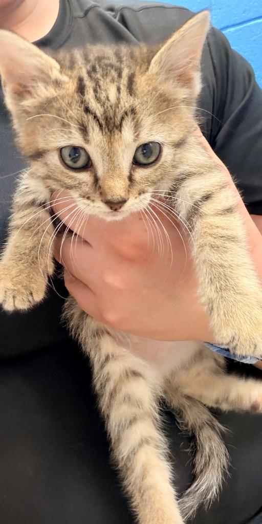 Enlarge Paprika, a Adoptable mixed breed in Newcastle, OK image 1/1