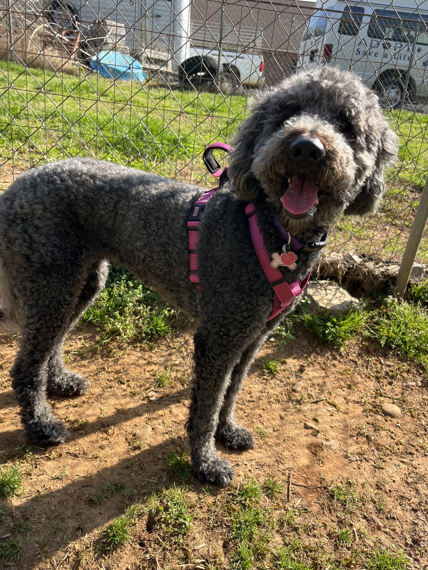 Enlarge Lana, an adopted mixed breed in Loudon, TN image 3/4