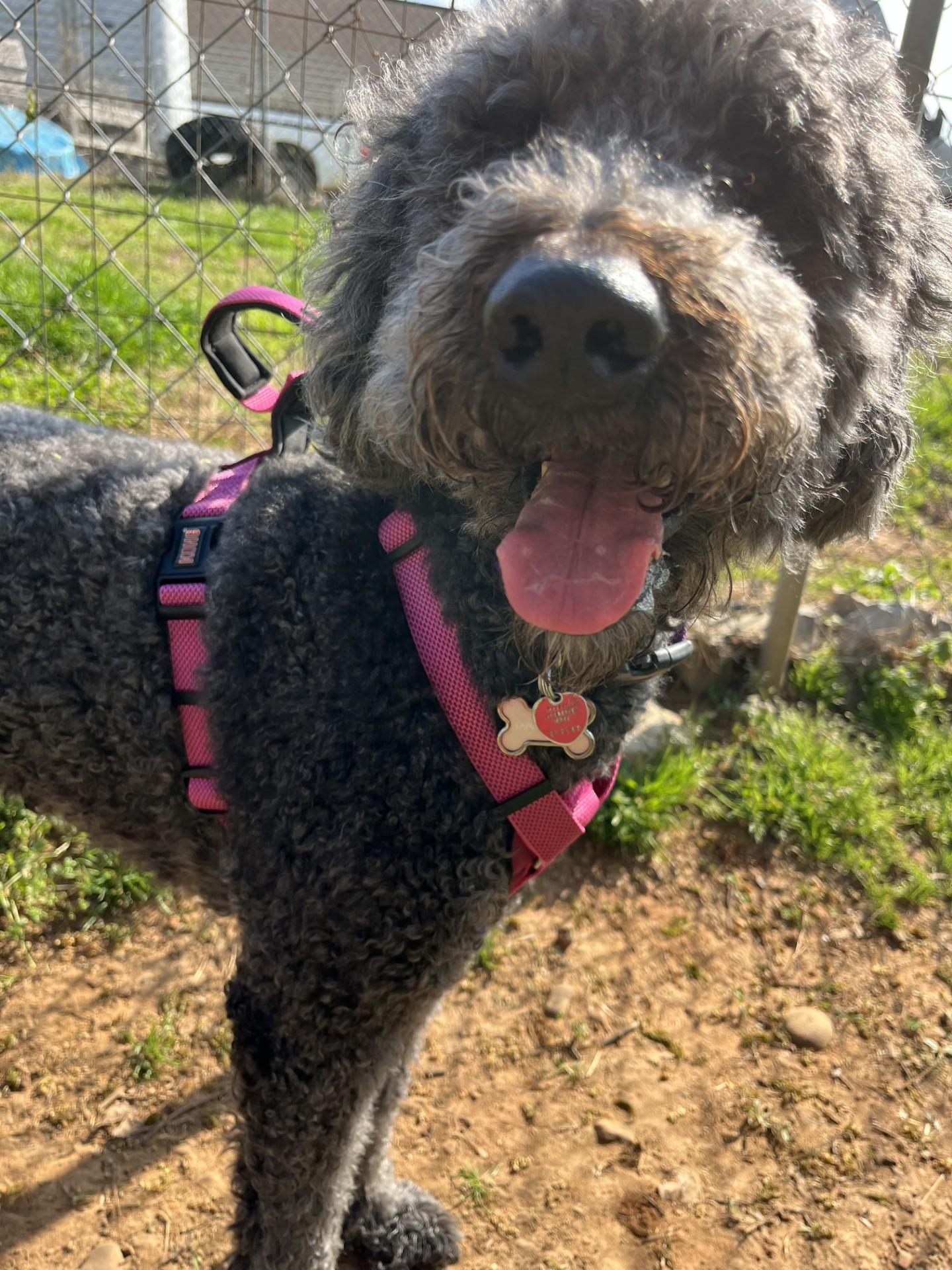 Enlarge Lana, an adopted mixed breed in Loudon, TN image 2/4